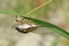 Diceroprocta viridifascia