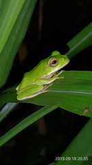 Zhangixalus prasinatus