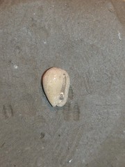Gibberula miliaria