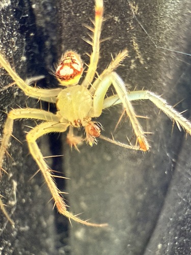 Red-backed Orbweaver photo 4