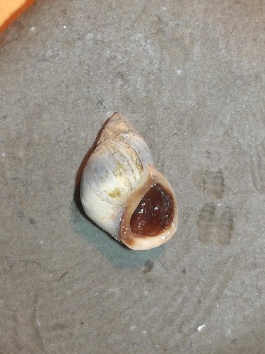 Small Periwinkle