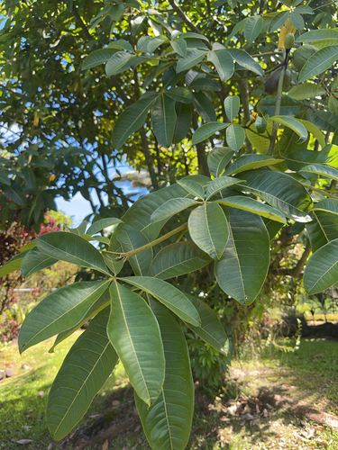 Pachira aquatica observed 2025-08-06