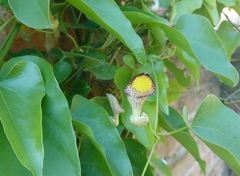 Aristolochia triangularis