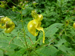 Impatiens pradhanii