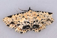 Sandava scitisignata