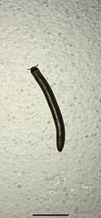 Anadenobolus monilicornis