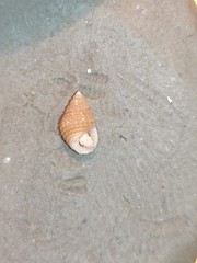 Alvania cimex