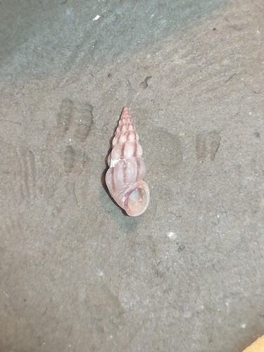 Representative image of Rissoa decorata