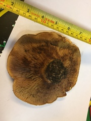 Paxillus