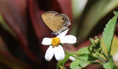 Prosotas nora superdates