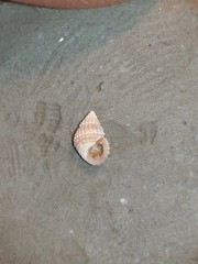 Alvania cimex