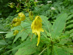 Impatiens pradhanii