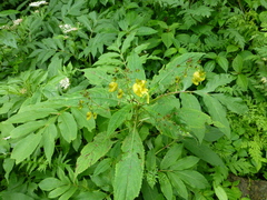 Impatiens pradhanii