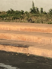 Sciurus carolinensis