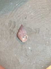 Alvania cimex