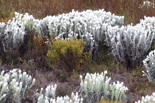 Image of Thesium nudicaule by (c) Tony Rebelo, some rights reserved (CC BY-SA)