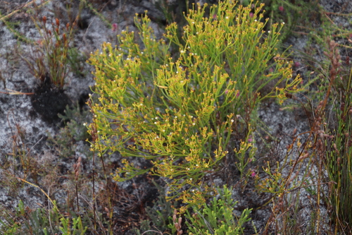 Image of Thesium nudicaule by (c) Tony Rebelo, some rights reserved (CC BY-SA)