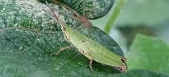 Tagasta marginella