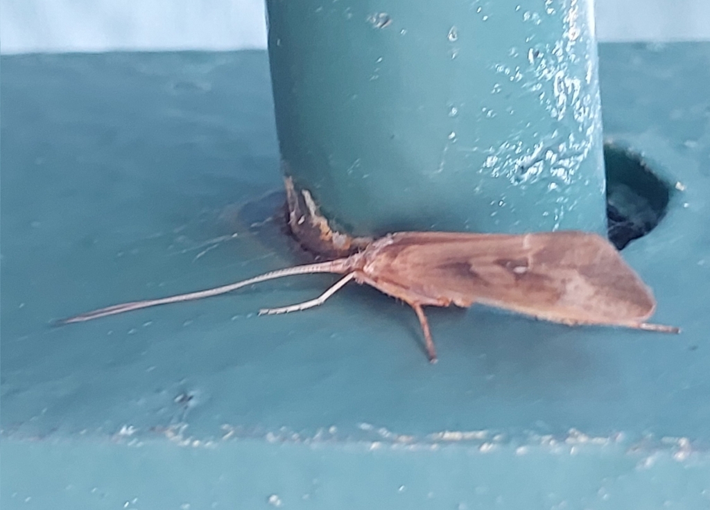 Diamond Northern Caddisfly