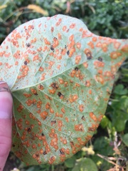 Puccinia malvacearum