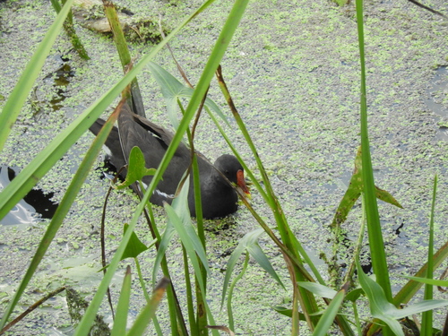 Eurasian Moorhen