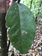 Cordiera sessilis