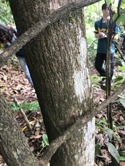 Cordiera sessilis