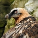 Bearded Vulture - Photo (c) Joachim S. Müller, some rights reserved (CC BY-NC-SA)