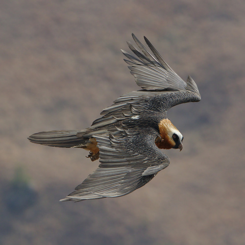 Bearded Vulture