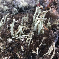 Cladonia sulphurina