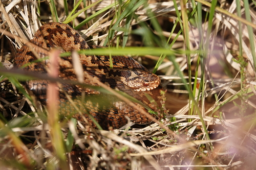 Adder, Netherlands, photo 9 of 10