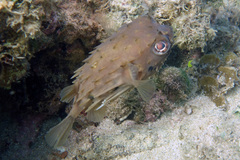 Tragulichthys jaculiferus