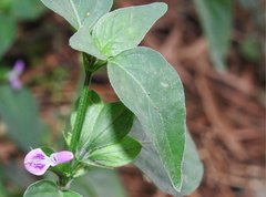 Dicliptera chinensis