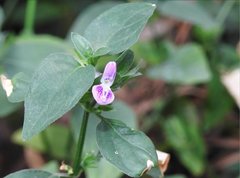 Dicliptera chinensis