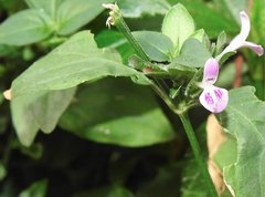 Dicliptera chinensis
