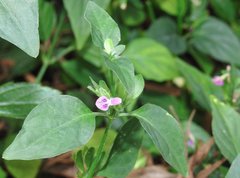Dicliptera chinensis