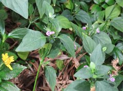 Dicliptera chinensis