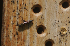Sapygidae