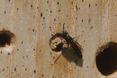 Sapygina decemguttata