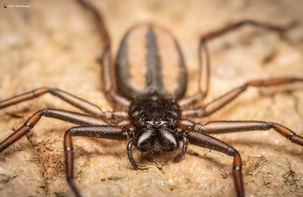 Brown Scorpion Spider