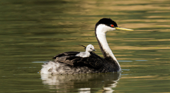 Western Grebe photo 4