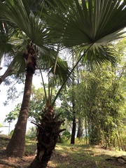 Livistona chinensis