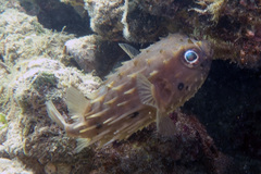 Tragulichthys jaculiferus