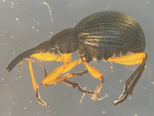 Clover Seed Weevil