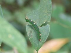 Lomographa claripennis