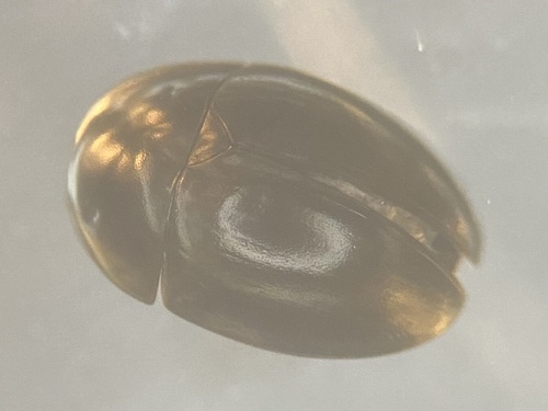 Phalacrus corruscus