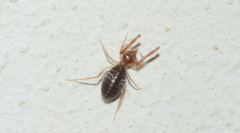 Gylippidae