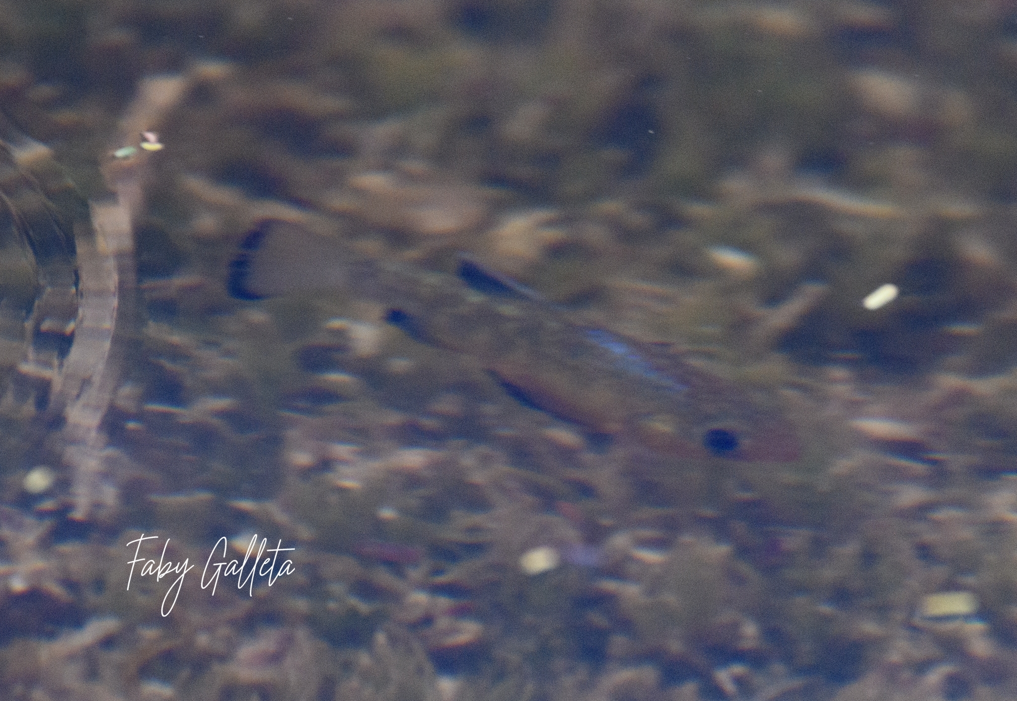 San Ignacio Pupfish photo 6