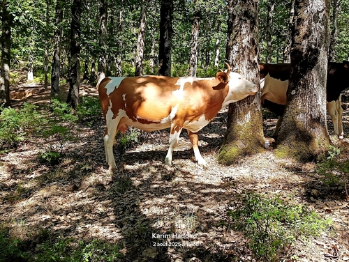 Domestic Cattle