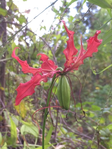 Gloriosa superba image